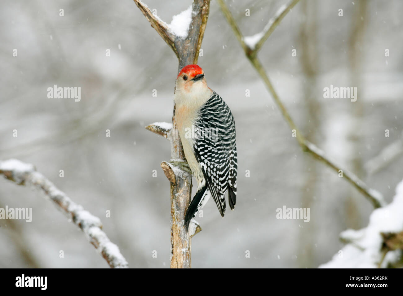 Rotbauch Specht im Schnee Stockfoto