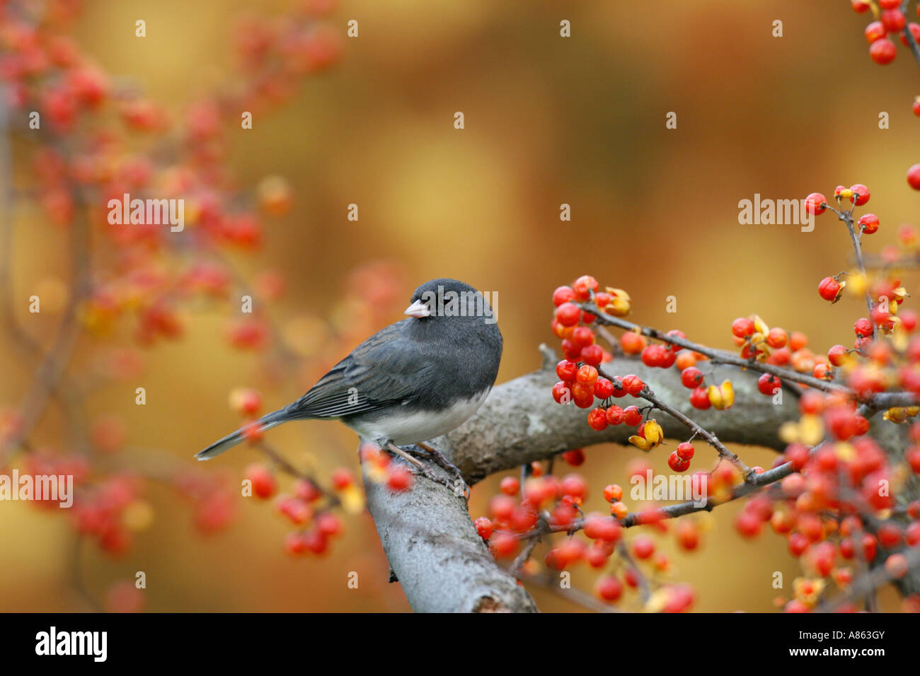Dunkel-gemustertes Junco in Bittersweet Stockfoto