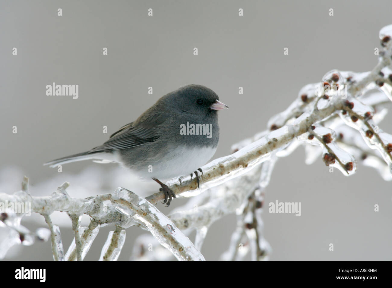 Dunkel-gemustertes Junco auf eisigen Elm Tree Branch Stockfoto