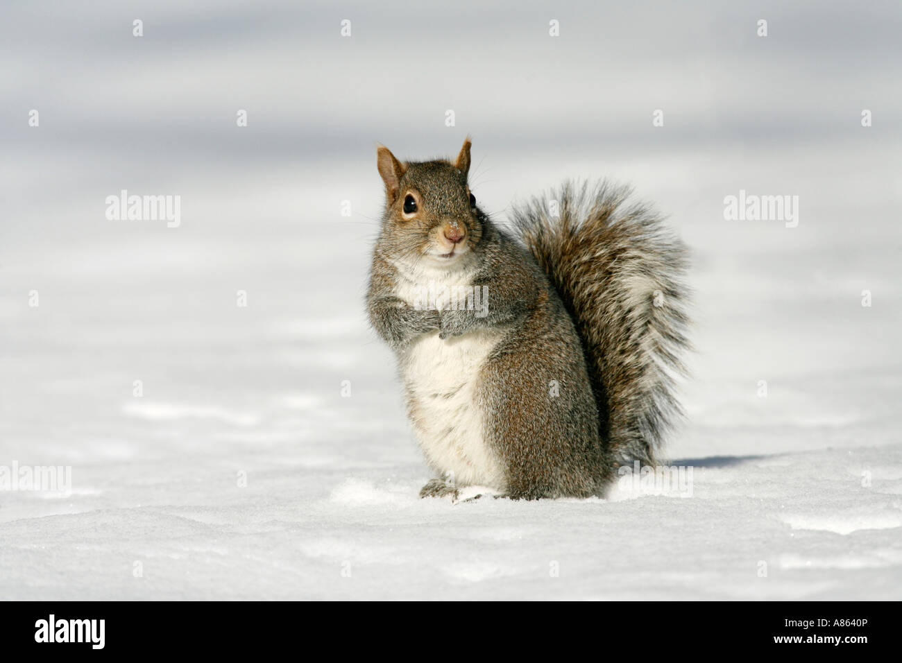 Graue Eichhörnchen im Schnee Stockfoto