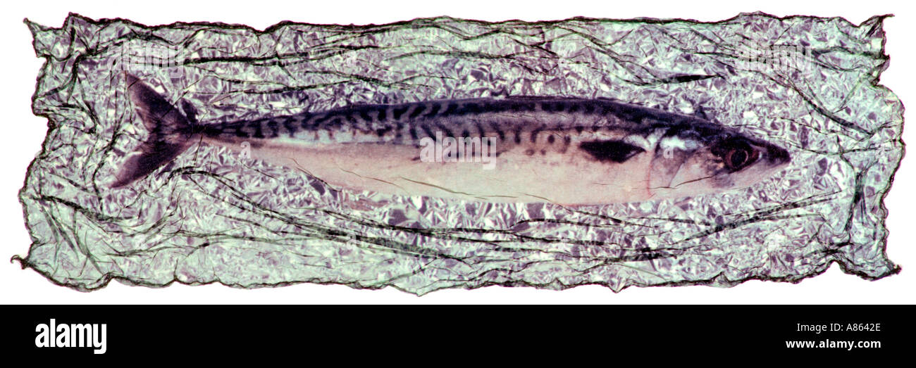 Makrele Fisch wie ein Polaroid emulsion transfer Stockfoto