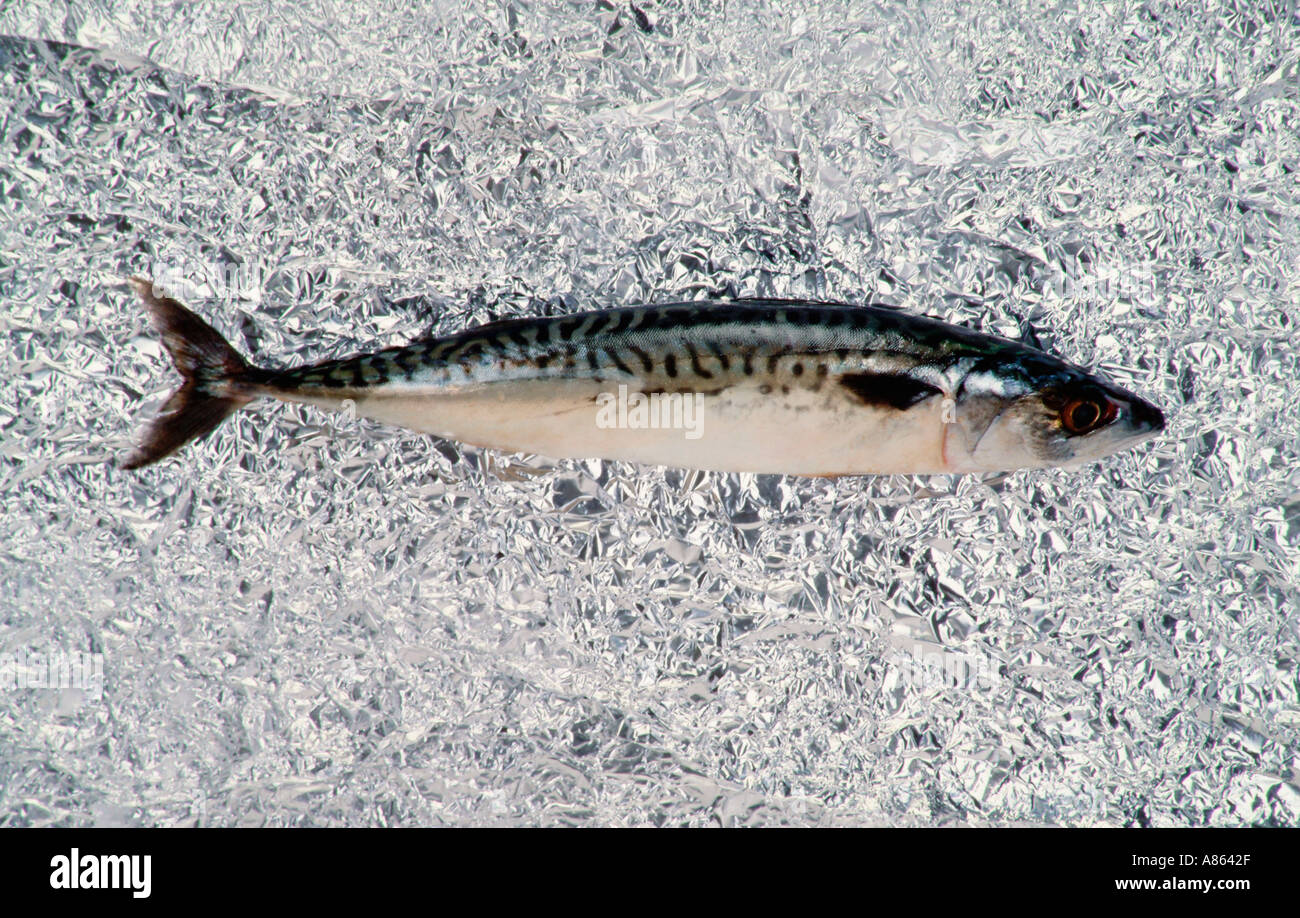 Makrele Fisch Stockfoto