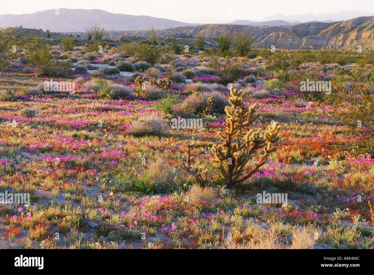 Anza-Borrego Wüste landschaftlich im Frühjahr mit Teddybär Kaktus, Cholla und Sandverbenas in Blüte Stockfoto