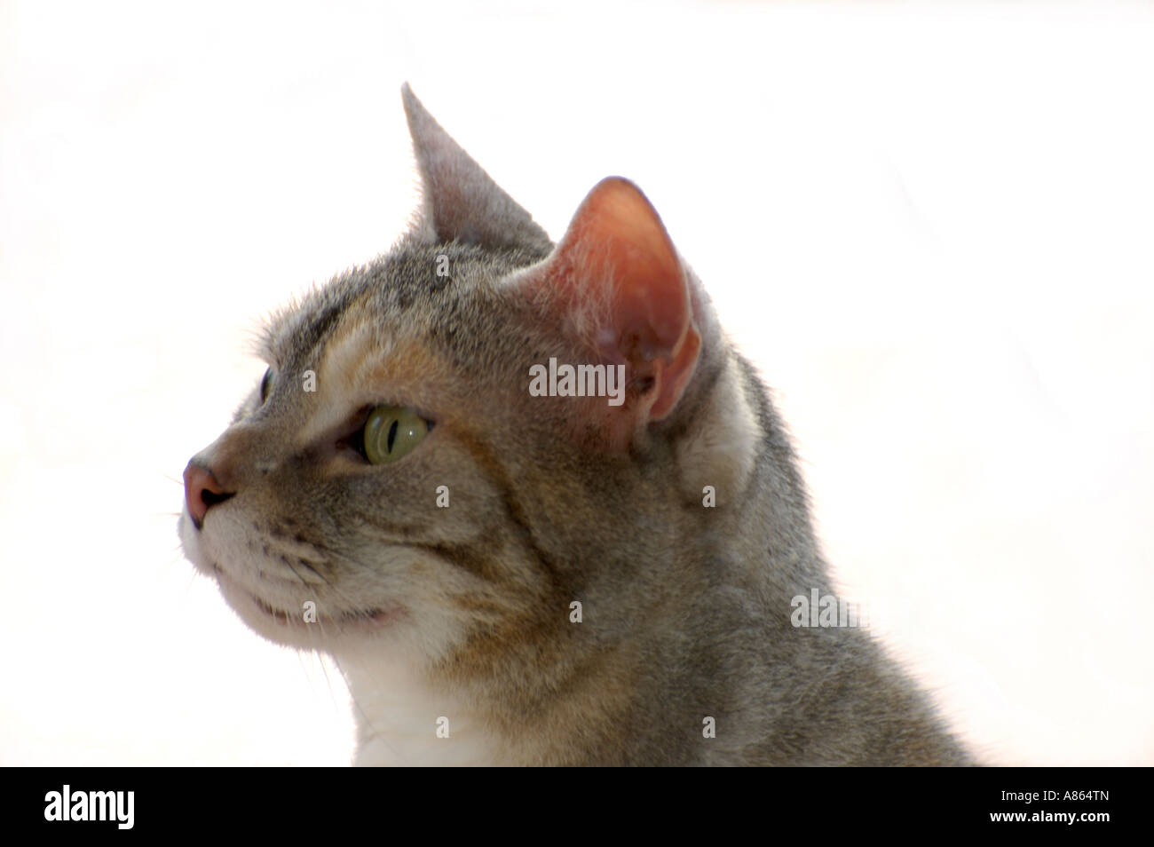 Profil einer amerikanischen Kurzhaar-Katze Stockfoto