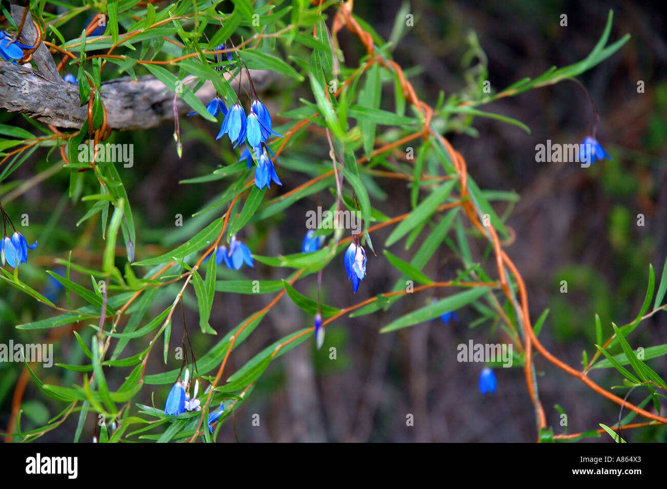 Blaue Glocken von Sollya sp eine rankende native westaustralische Pflanzen Stockfoto