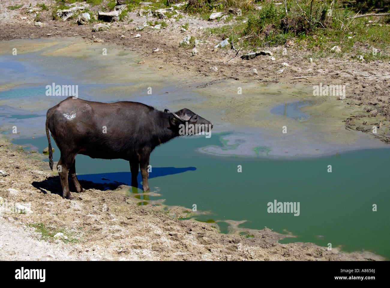 Wasserbüffel Stockfoto