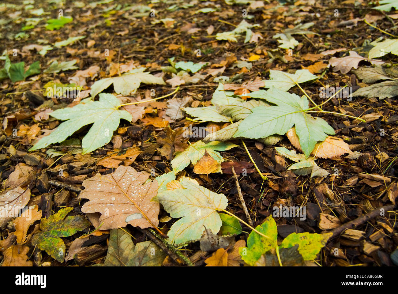 Eine Vielzahl von englischen natürlichen Wald Blätter in herrlichen Herbstfärbung liegen auf dem Boden in der Nähe schossen in Cumbria gefallenen Stockfoto