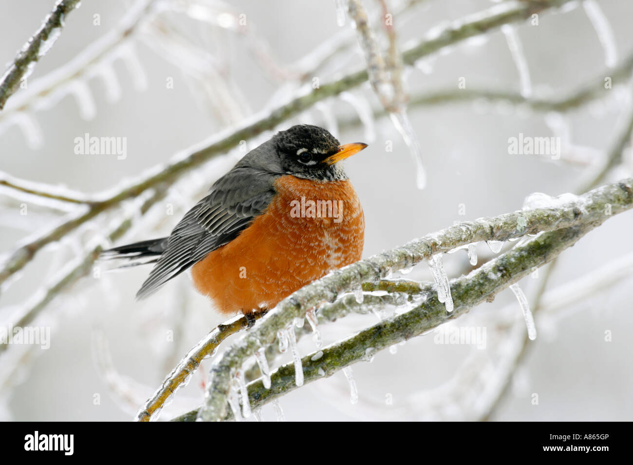 Amerikanischer Robin thront auf Eis bedeckten Ast Stockfoto