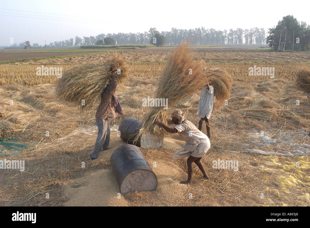 Landarbeiter Weizen Dreschen Pflanzen in Bauernhof in Doulo Nangal ein Dorf in der Nähe von Amritsar im Punjab Indien Asien Stockfoto