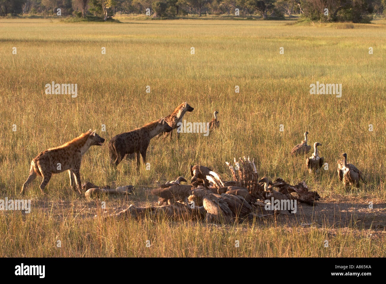 Hyänen und afrikanischen weißen gesicherten Geier auf Giraffe Kadaver entdeckt Stockfoto