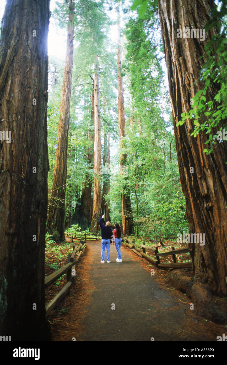 Paar im Muir Woods unter gigantischen Sequoia Bäumen in Marin County, Kalifornien Stockfoto