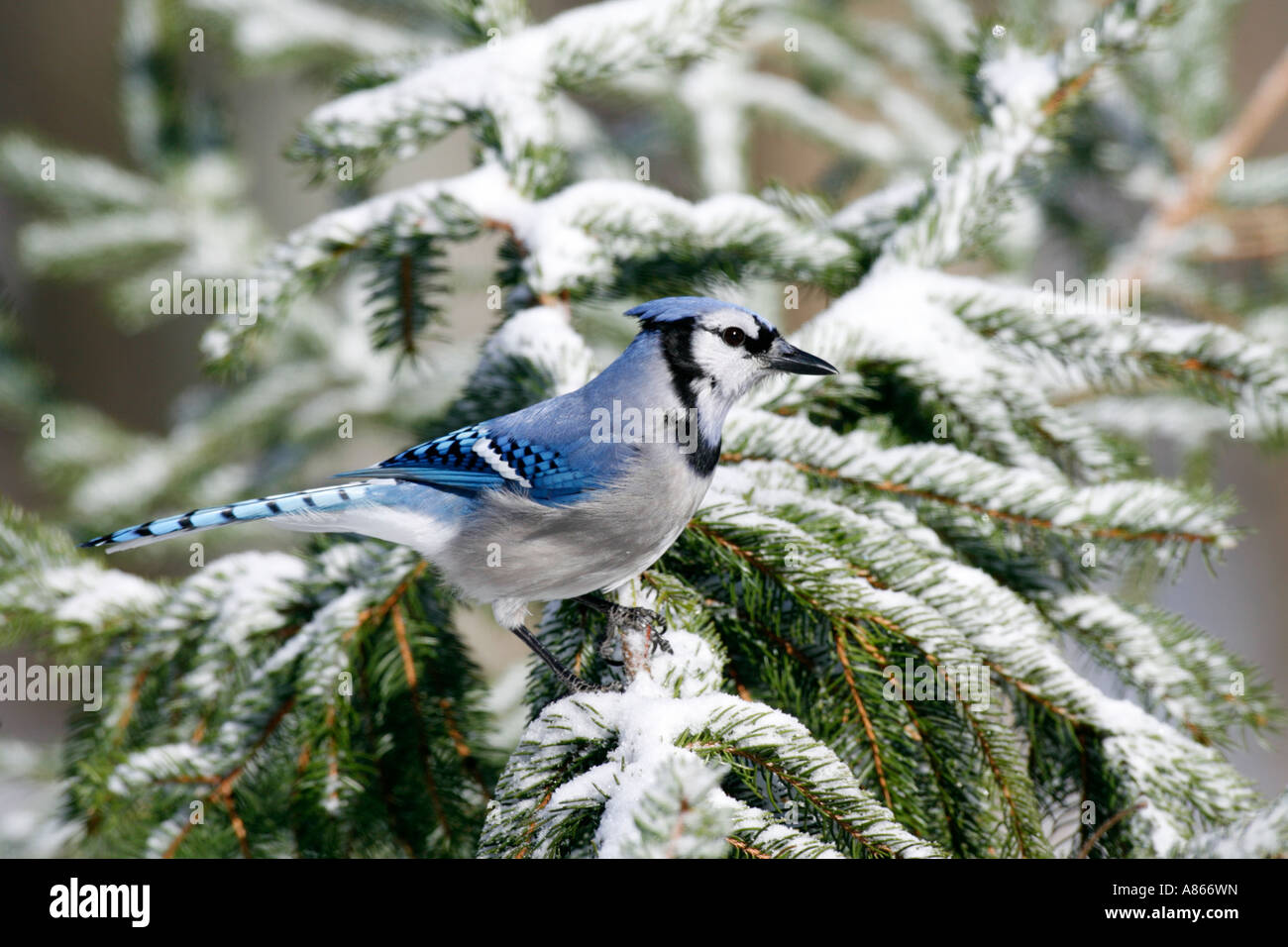 Blue Jay thront im Schnee bedeckt Fichte Stockfoto