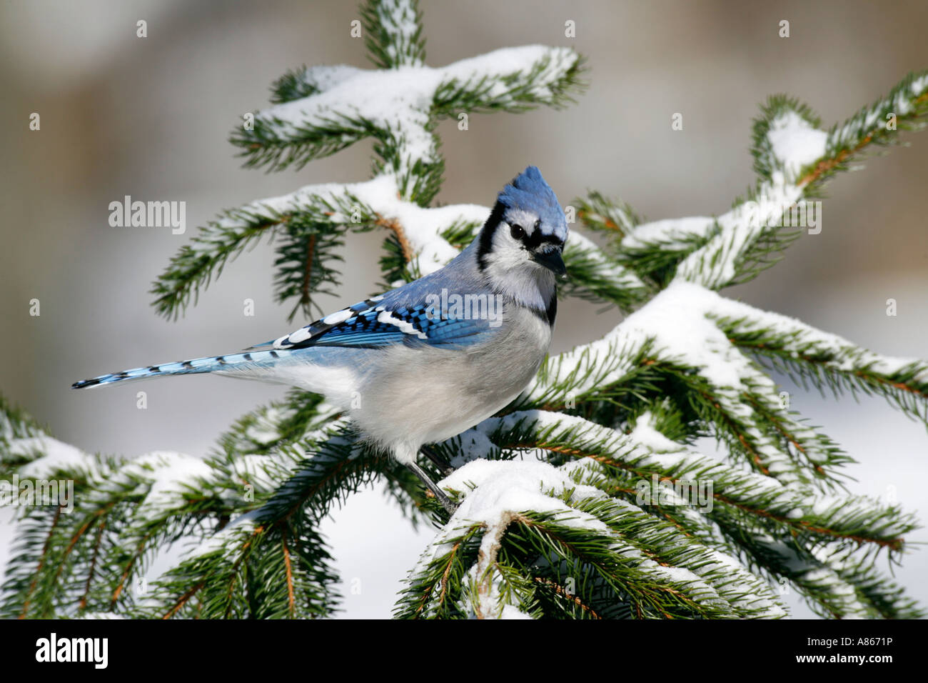 Blue Jay thront auf Schnee bedeckt Fichte Stockfoto
