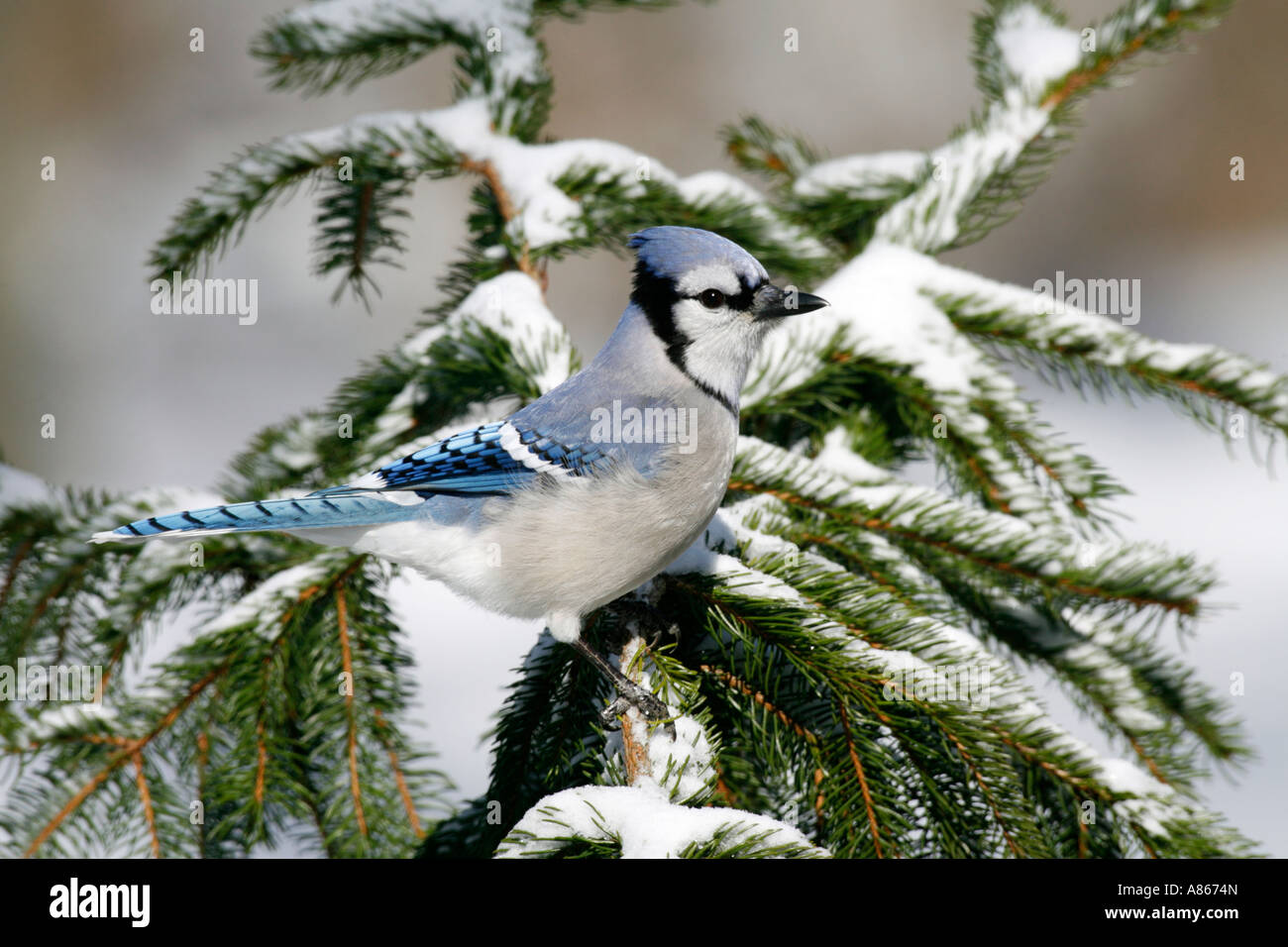 Blue Jay thront im Schnee bedeckt Fichte Stockfoto