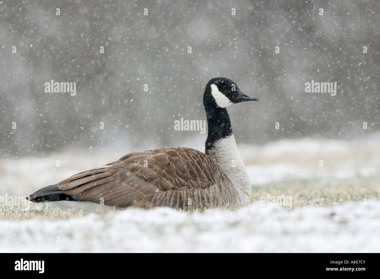 Kanada-Gans in fallenden Schnee Stockfoto