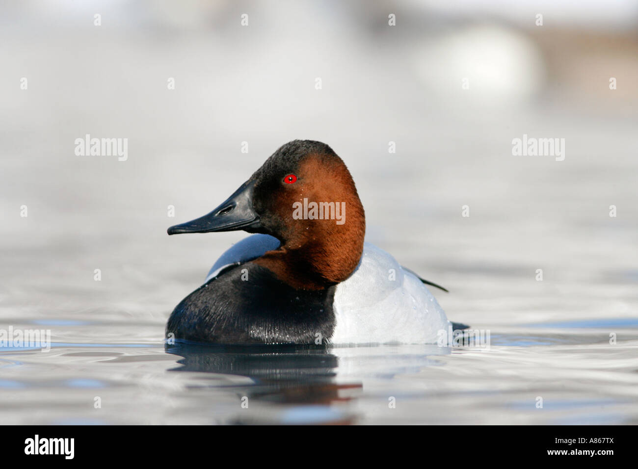 Canvasback auf Winter See Stockfoto