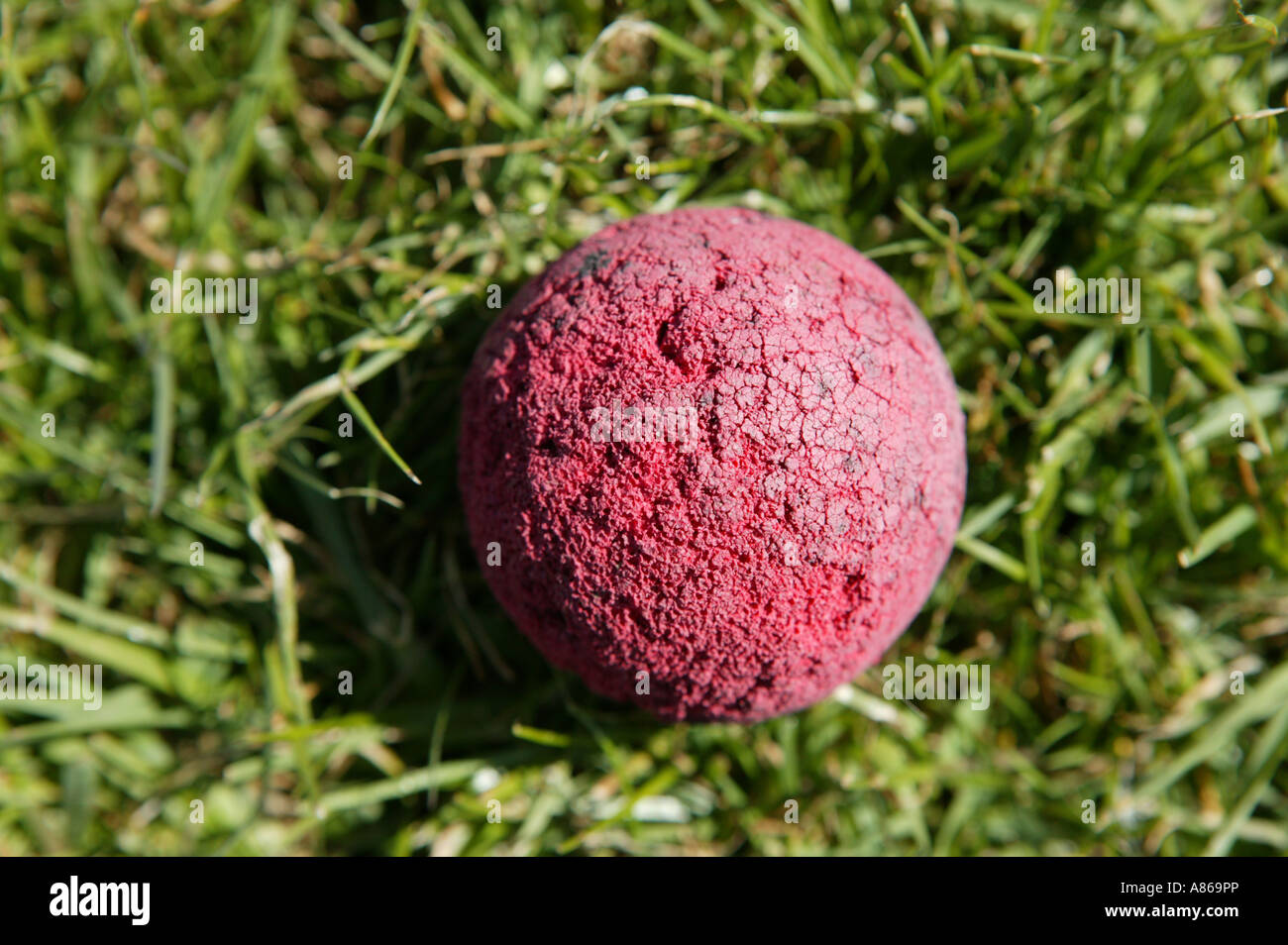 Gekaut rote Hunde Spielzeug Ball liegen auf grünen Gras im Sommer verworfen Stockfoto