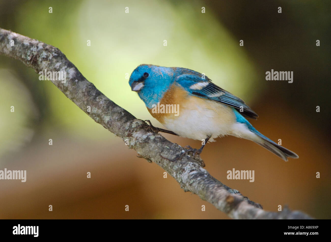 Lazuli Bunting Passerina Amoena männlichen Uvalde County Texas Hill Country USA April 2006 Stockfoto