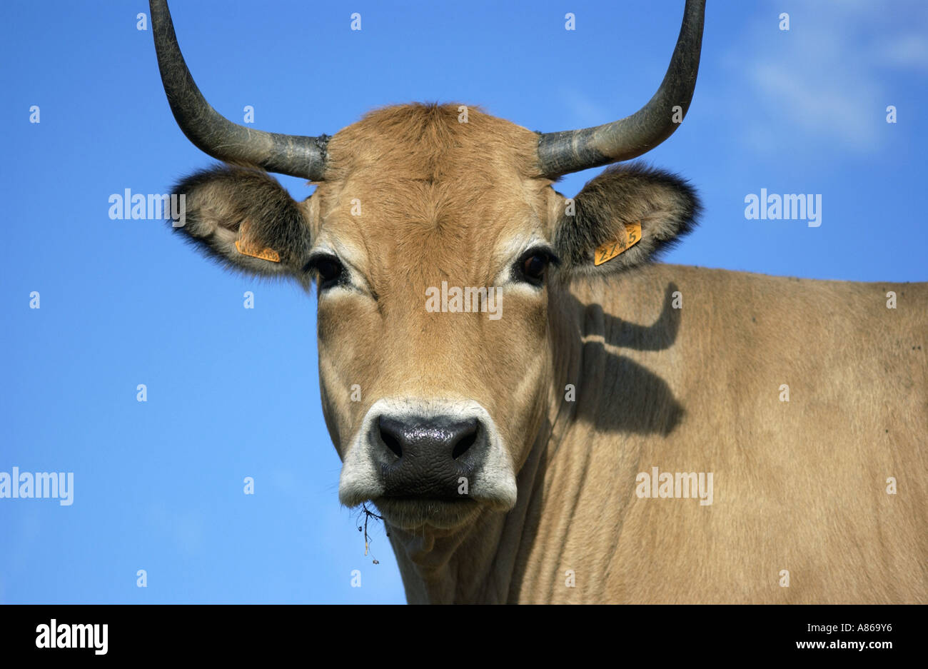 Aubrac Kuh Porträt - alte französische Rasse Stockfoto