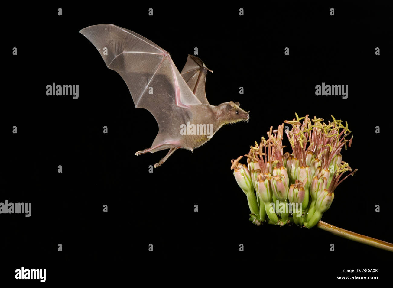 Geringerem langnasigen Bat Leptonycteris Curasoae Erwachsenen im Flug in der Nacht Fütterung auf Agave Blüte Agave Spp Tucson Arizona Stockfoto