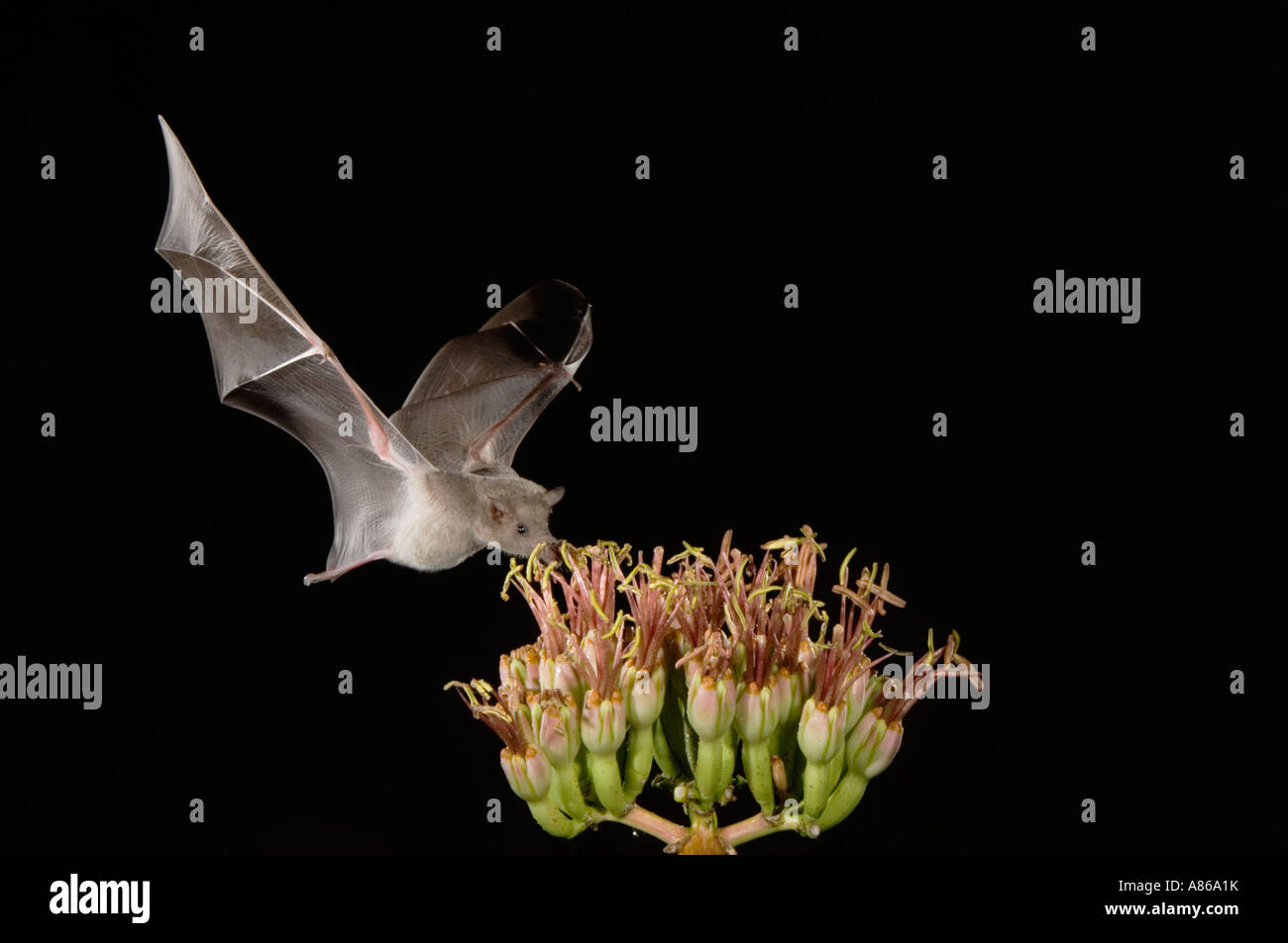 Mexikanische lang genutet Bat Choeronycteris Mexicana Erwachsenen im Flug in der Nacht Fütterung auf Agave Blüte Agave Spp Tucson Arizona Stockfoto