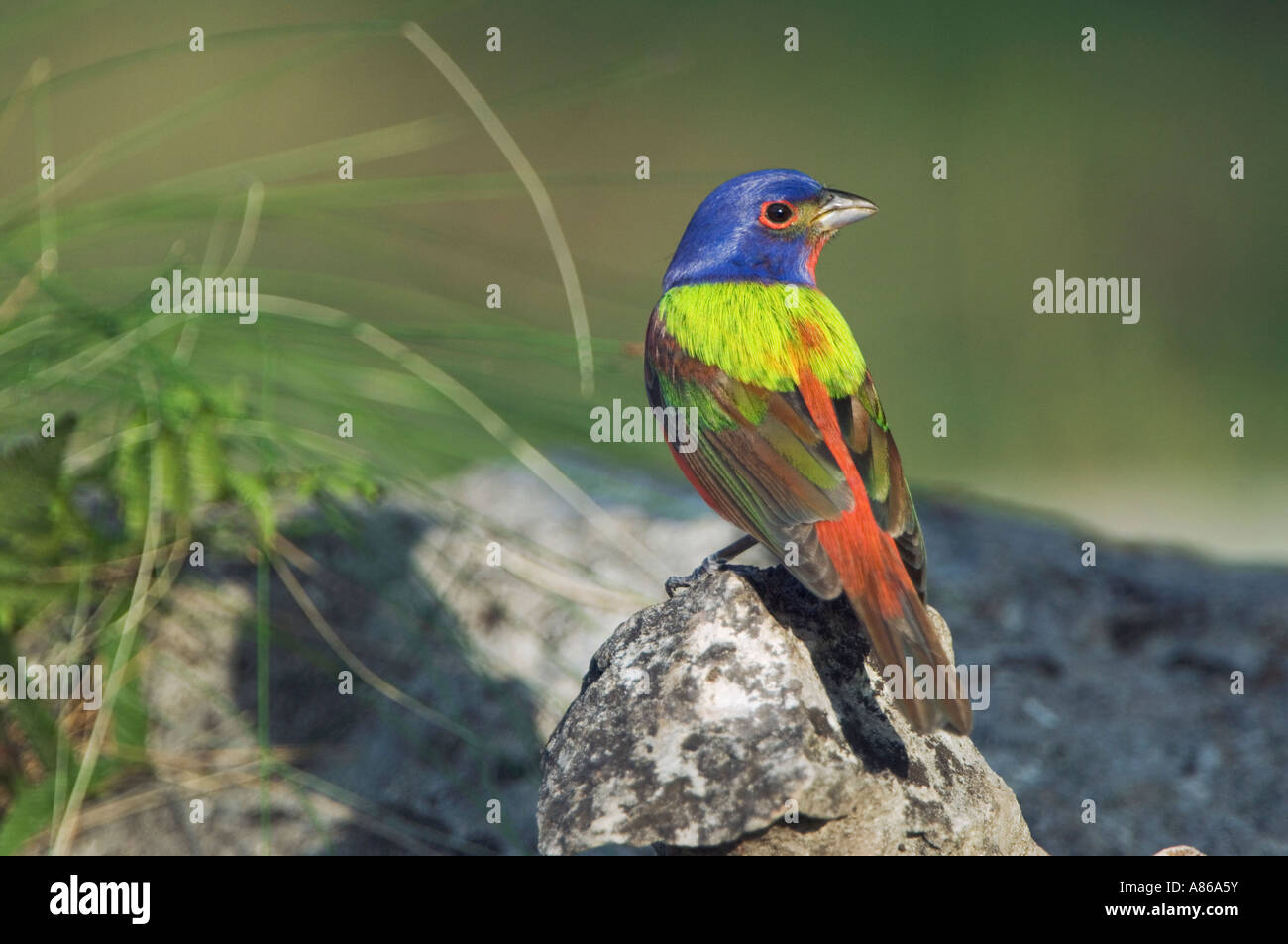 Painted Bunting Passerina Ciris männlichen Uvalde County Texas Hill Country USA April 2006 Stockfoto