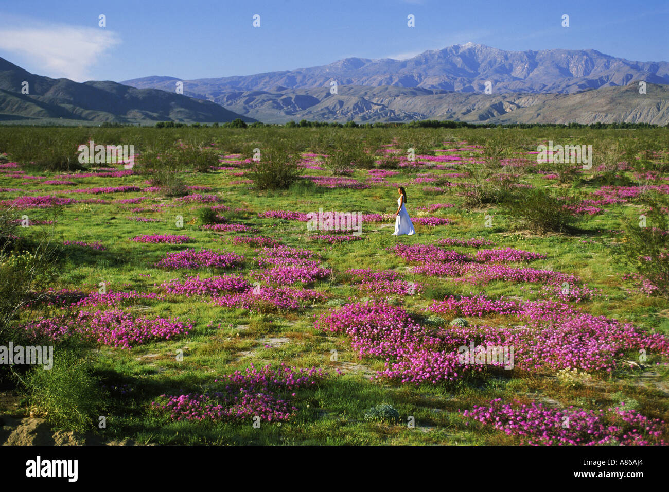 Dame im violetten Sandverbenas Blumenfeld in Kalifornien Anza Borrego Wüste Stockfoto