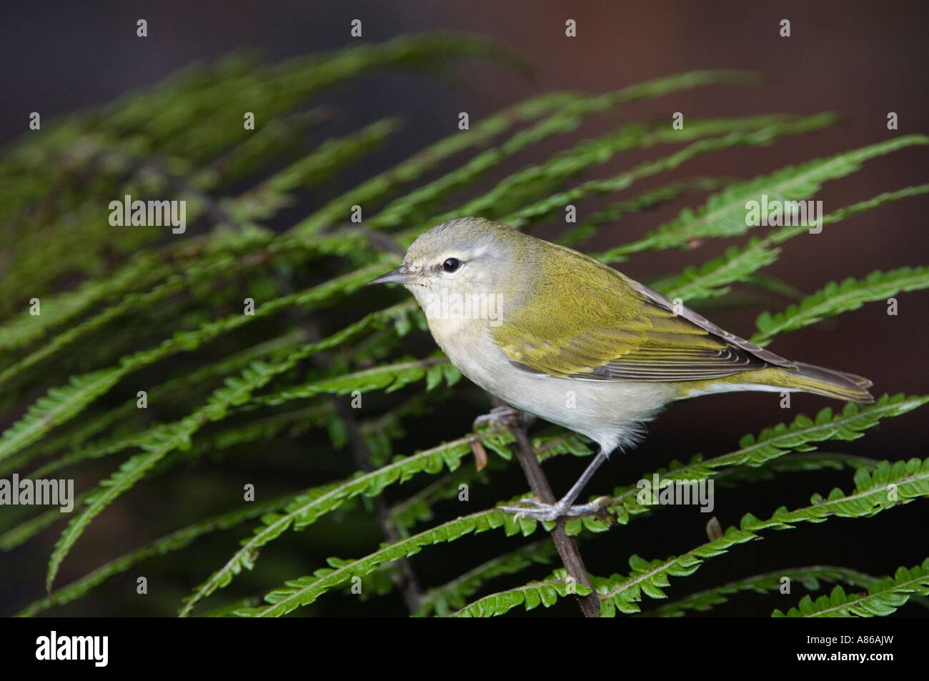 Tennessee Warbler Vermivora Peregrina Erwachsenen gehockt Farn Zentraltal Costa Rica Mittelamerika Dezember 2006 Stockfoto