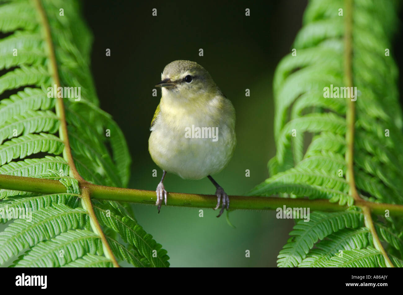 Tennessee Warbler Vermivora Peregrina Erwachsenen thront auf Baumfarn Zentraltal Costa Rica Mittelamerika Dezember 2006 Stockfoto