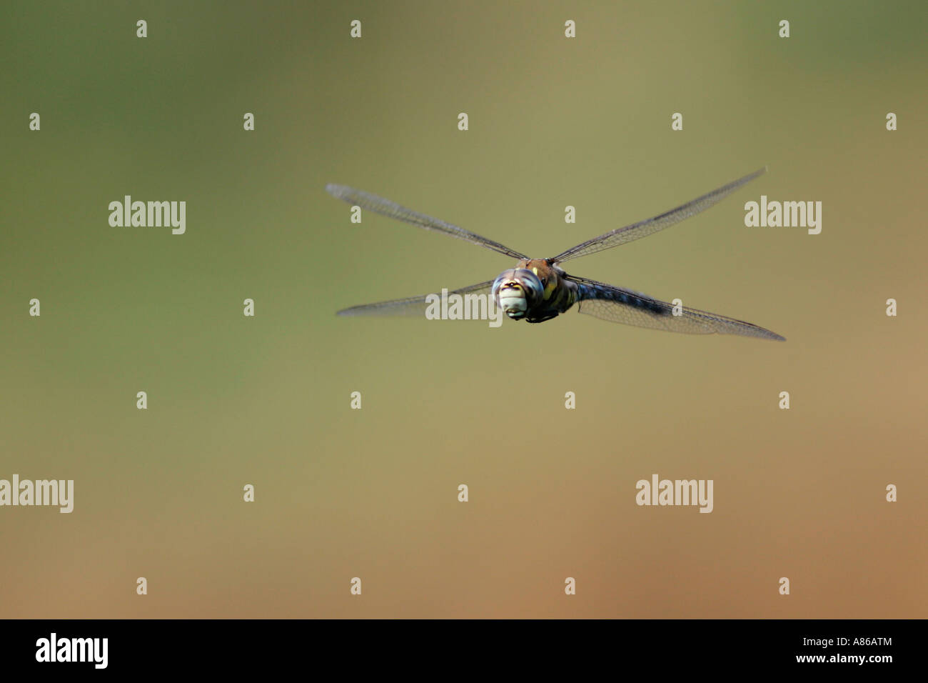 Südlichen Hawker Aeshna Cyanea im Flug Willington bedfordshire Stockfoto