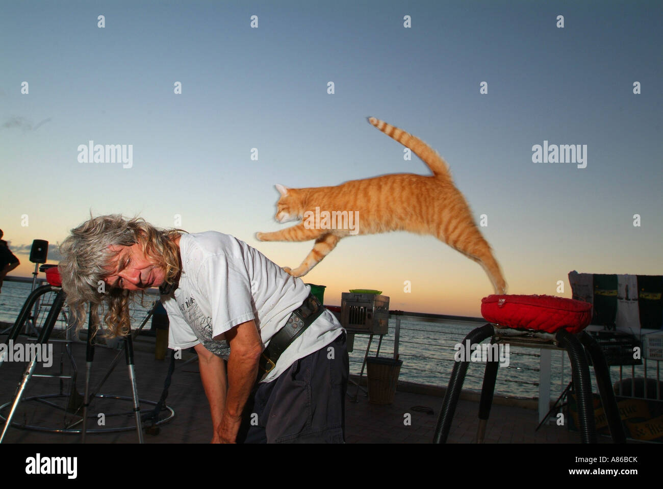 Das Catman führt mit live ausgebildete Katzen am Mallory Square Sunset Celebration Stockfoto