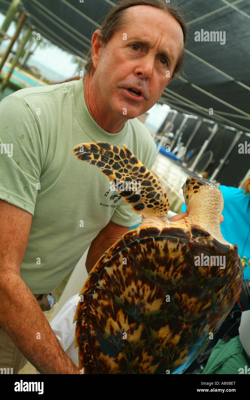 USA-Florida verletzt Karettschildkröte auf The Turtle Hospital Direktor Richie Moretti halten eine sich erholende Meeresschildkröte Stockfoto