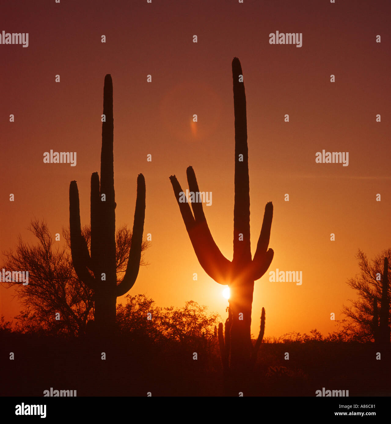 Saguaro-Kaktus bei Sonnenuntergang in einer Wüste von Arizona USA Stockfoto