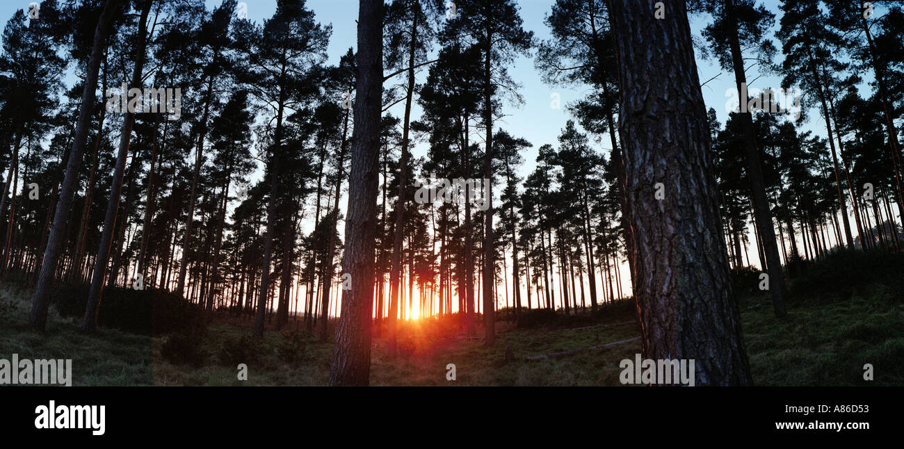 Panoramablick von Thetford Forest UK bei Sonnenuntergang Stockfoto