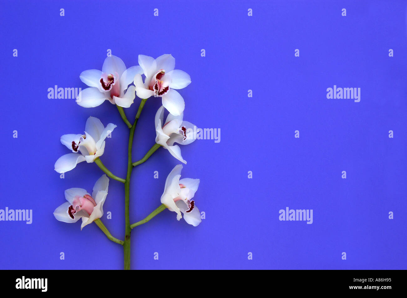 Weiße Orchidee auf blauem Hintergrund Stockfoto