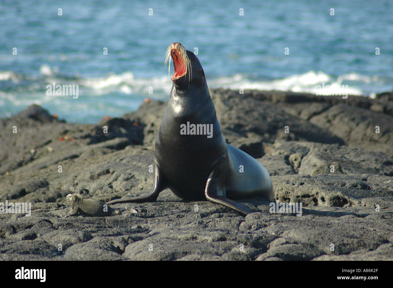 Seelöwe auf den Felsen von den Galapagos-Inseln, Ecuador Stockfoto