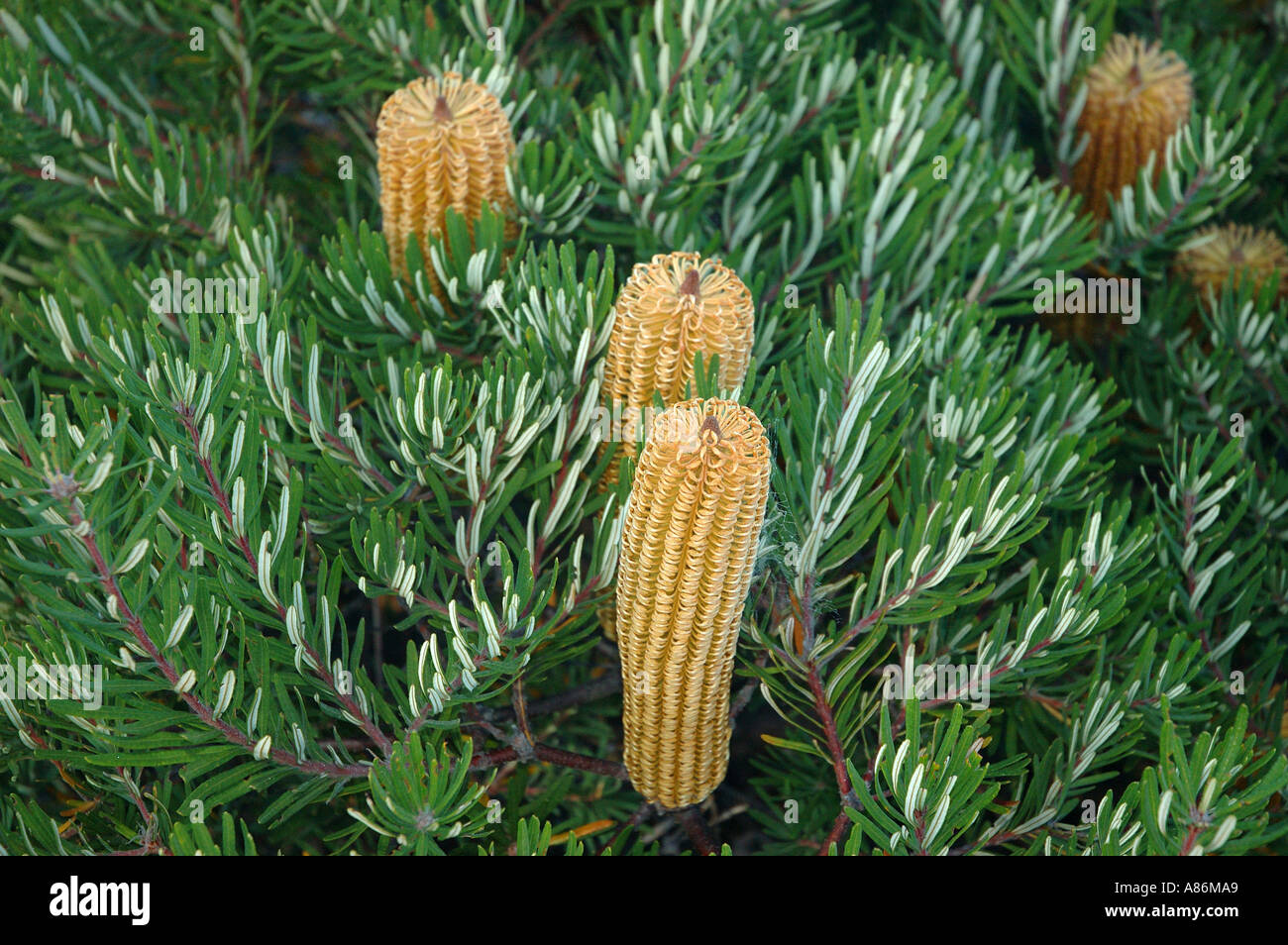 Native Banksia Australien Queensland und New South Wales. 2895 Stockfoto
