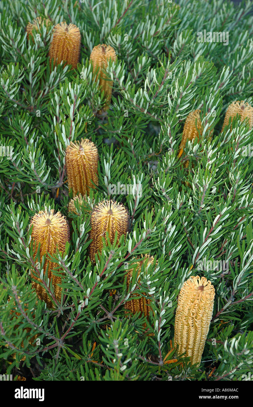 Native Banksia Australien Queensland und New South Wales. 2898 Stockfoto