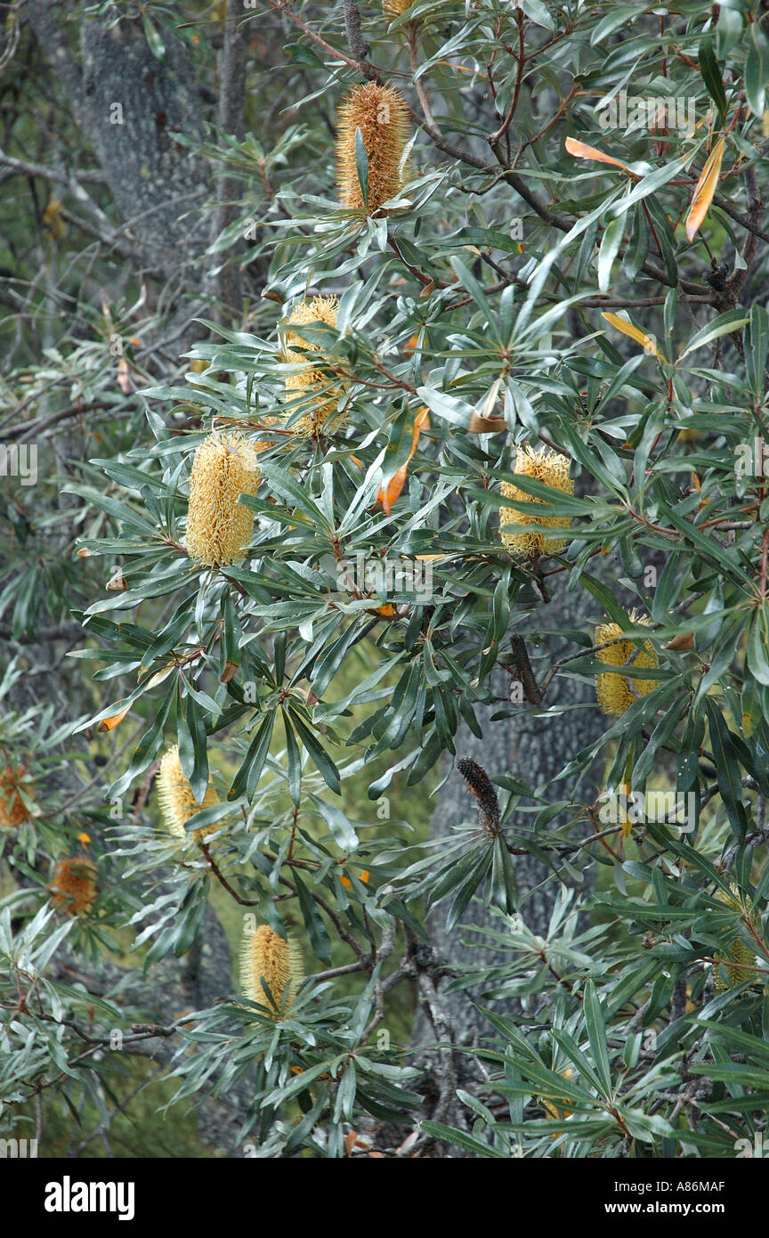 Native Banksia Australien Queensland und New South Wales. 2917 Stockfoto