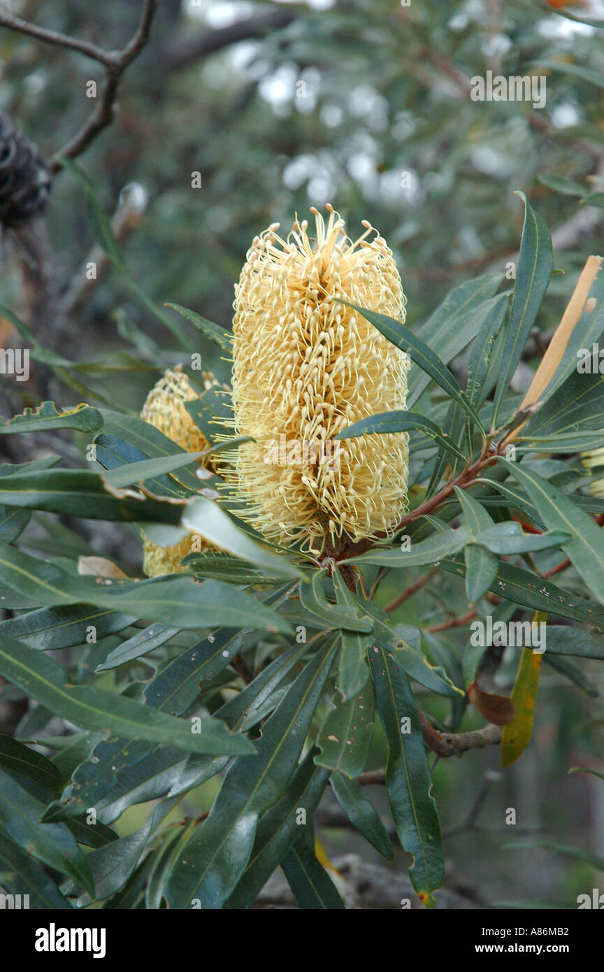 Native Banksia Australien Queensland und New South Wales. 2918 Stockfoto