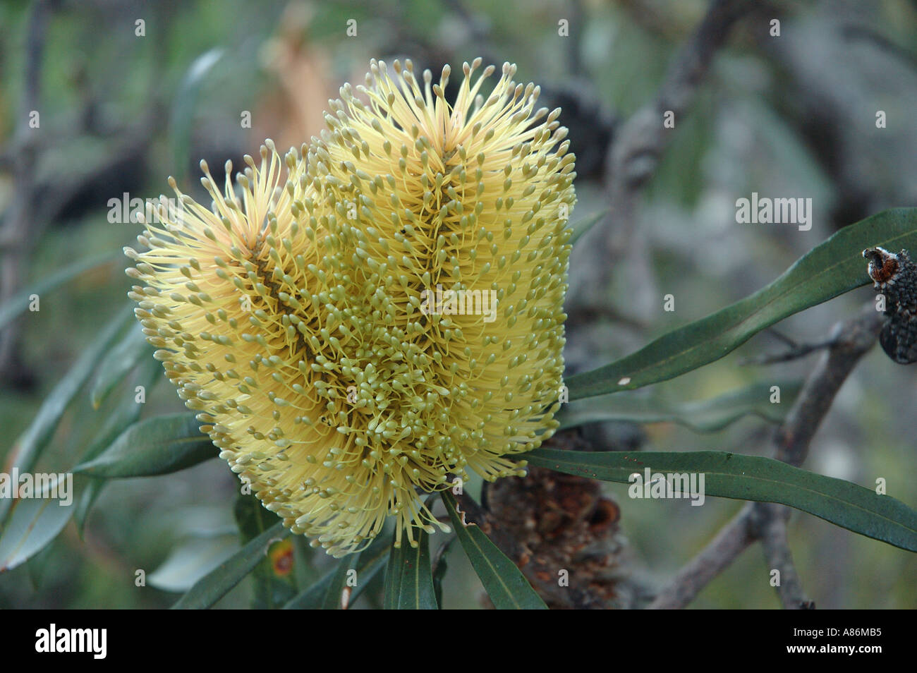 Native Banksia Australien Queensland und New South Wales. 2919 Stockfoto