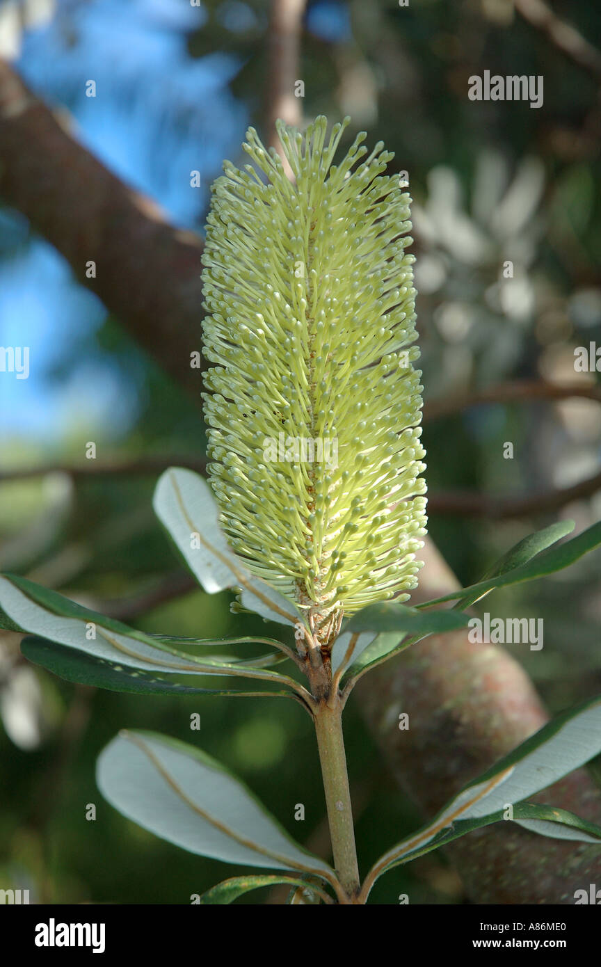Native Banksia Australien Queensland und New South.Wales 3060 Stockfoto