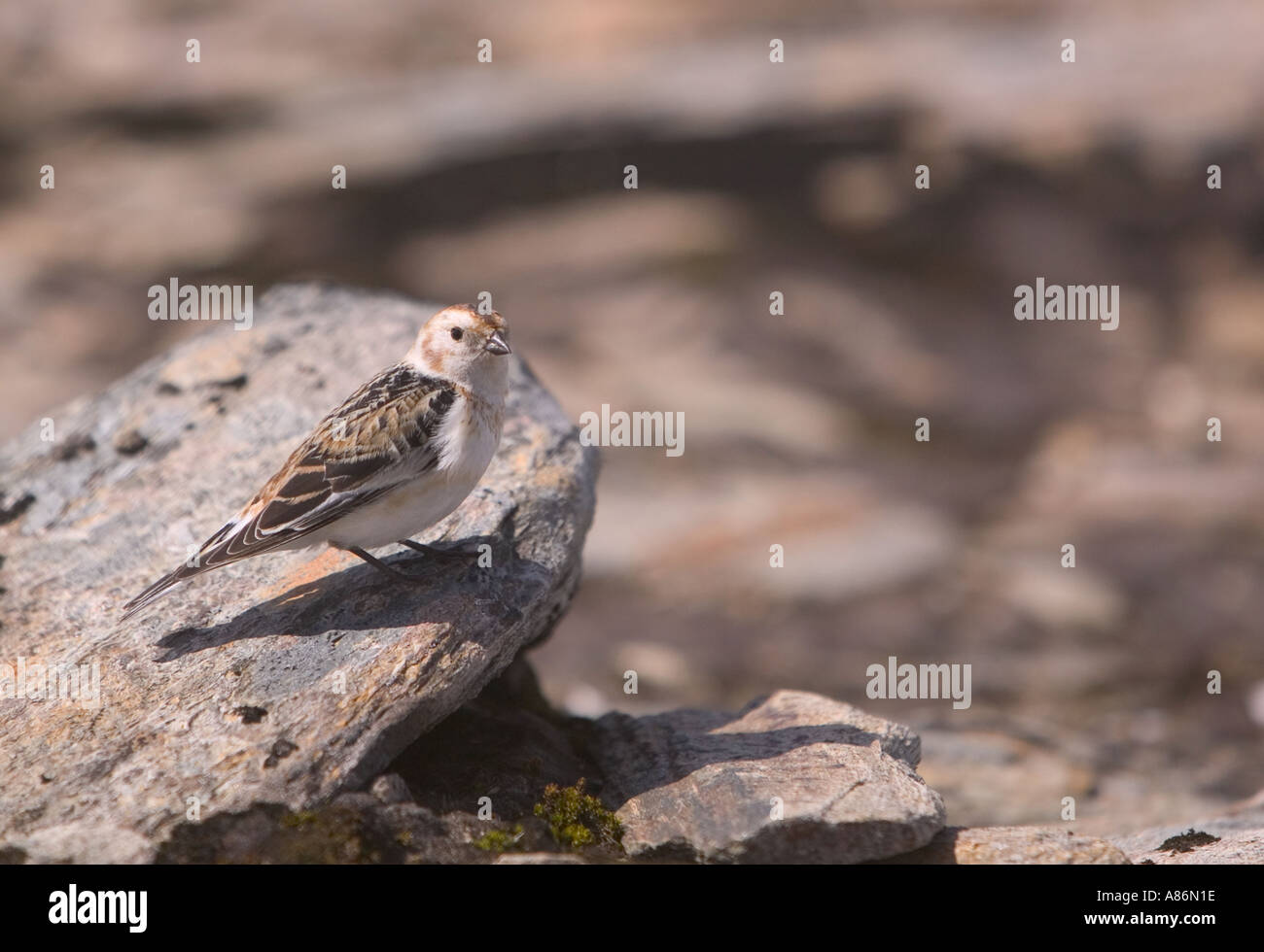 Ein Snow Bunting zu 4000 Füßen auf Aonach Beag bedroht als eine britische Brutvogel durch die globale Erwärmung als seine arktischen Berggipfel h Stockfoto