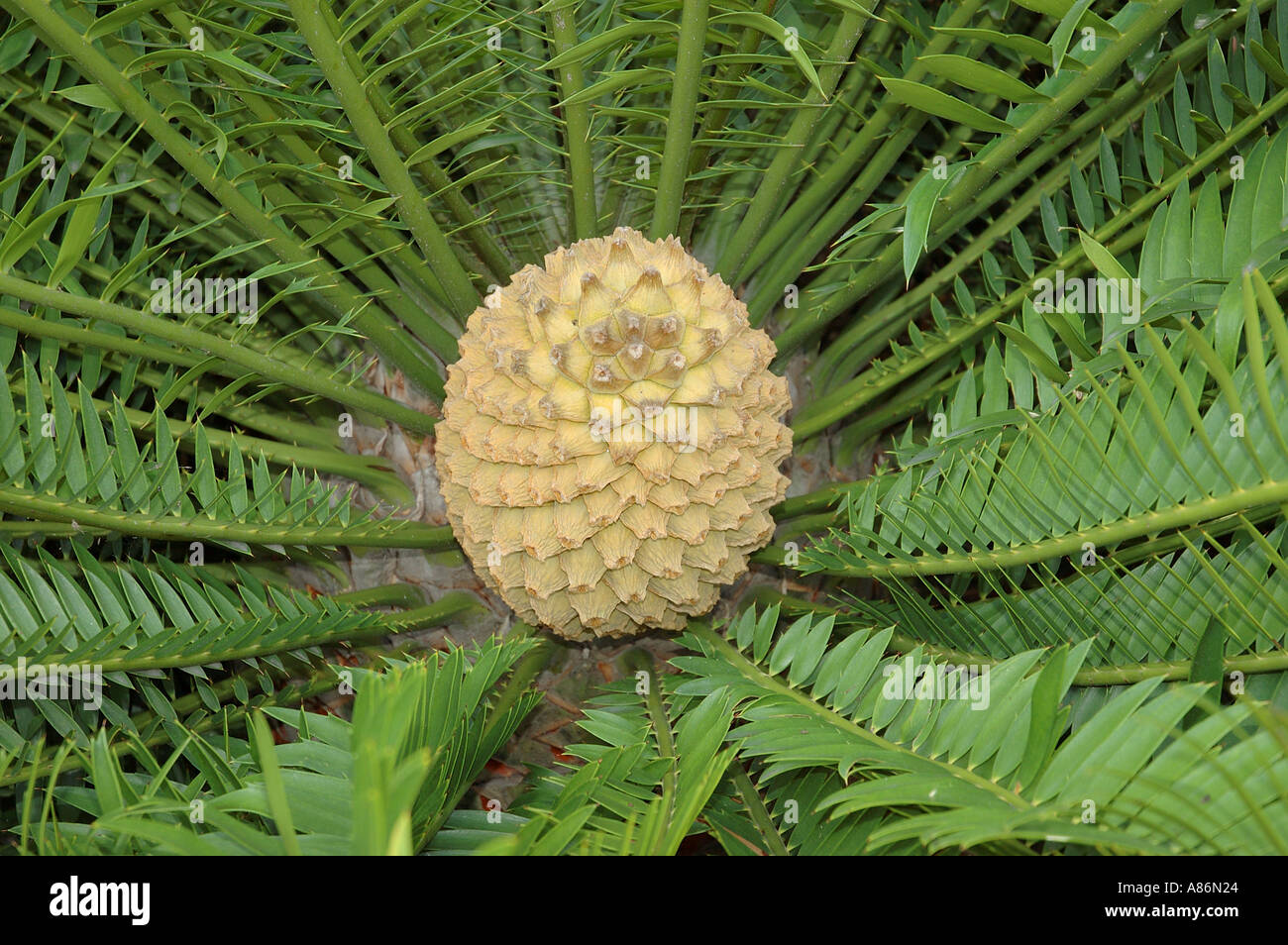 Cycad sp 3076 Stockfoto