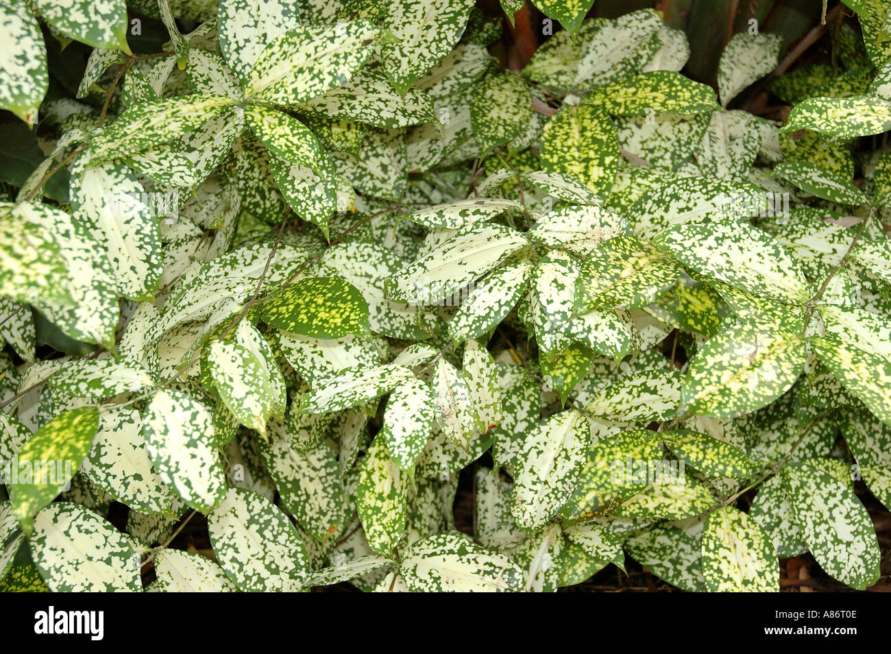 Buntes Laub 3100 Stockfoto