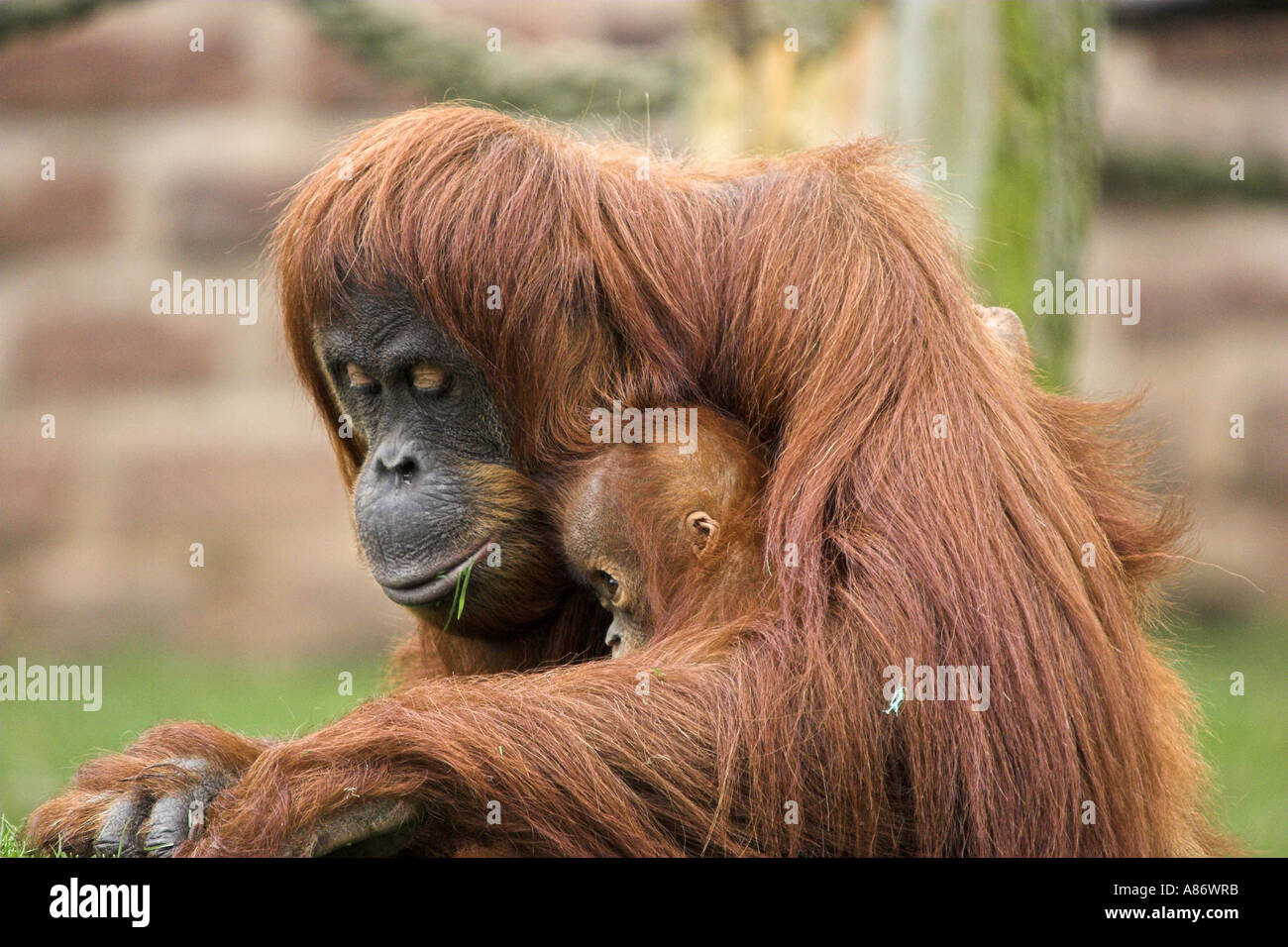 Orang-Utan an Chester Zoo, England. Stockfoto