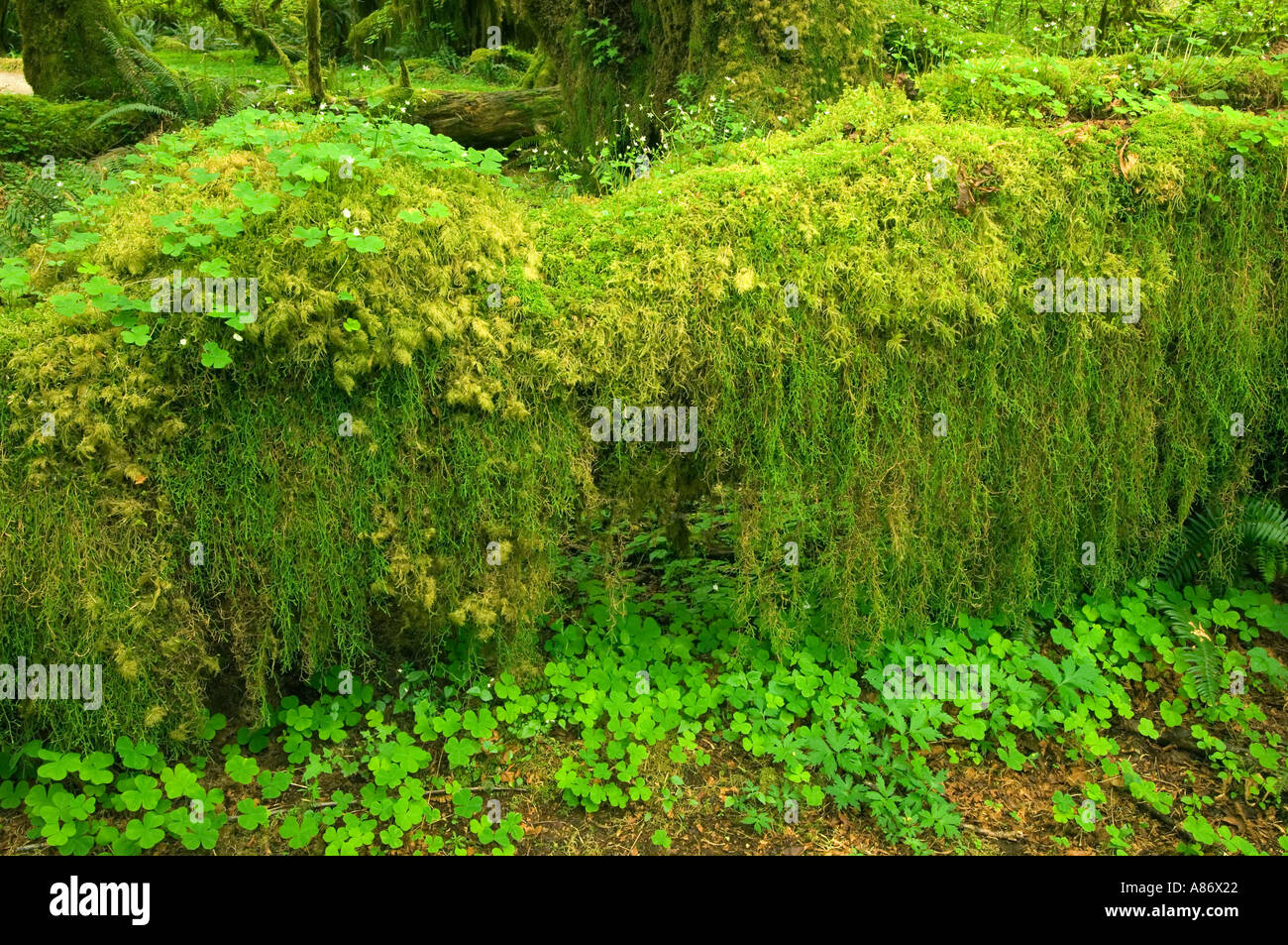 Olympic Nationalpark, WA, gemäßigten Regenwald, Hoh River Valley, Halle der Moose, Moos bedeckt umgestürzten Baumstamm und oxalis Stockfoto