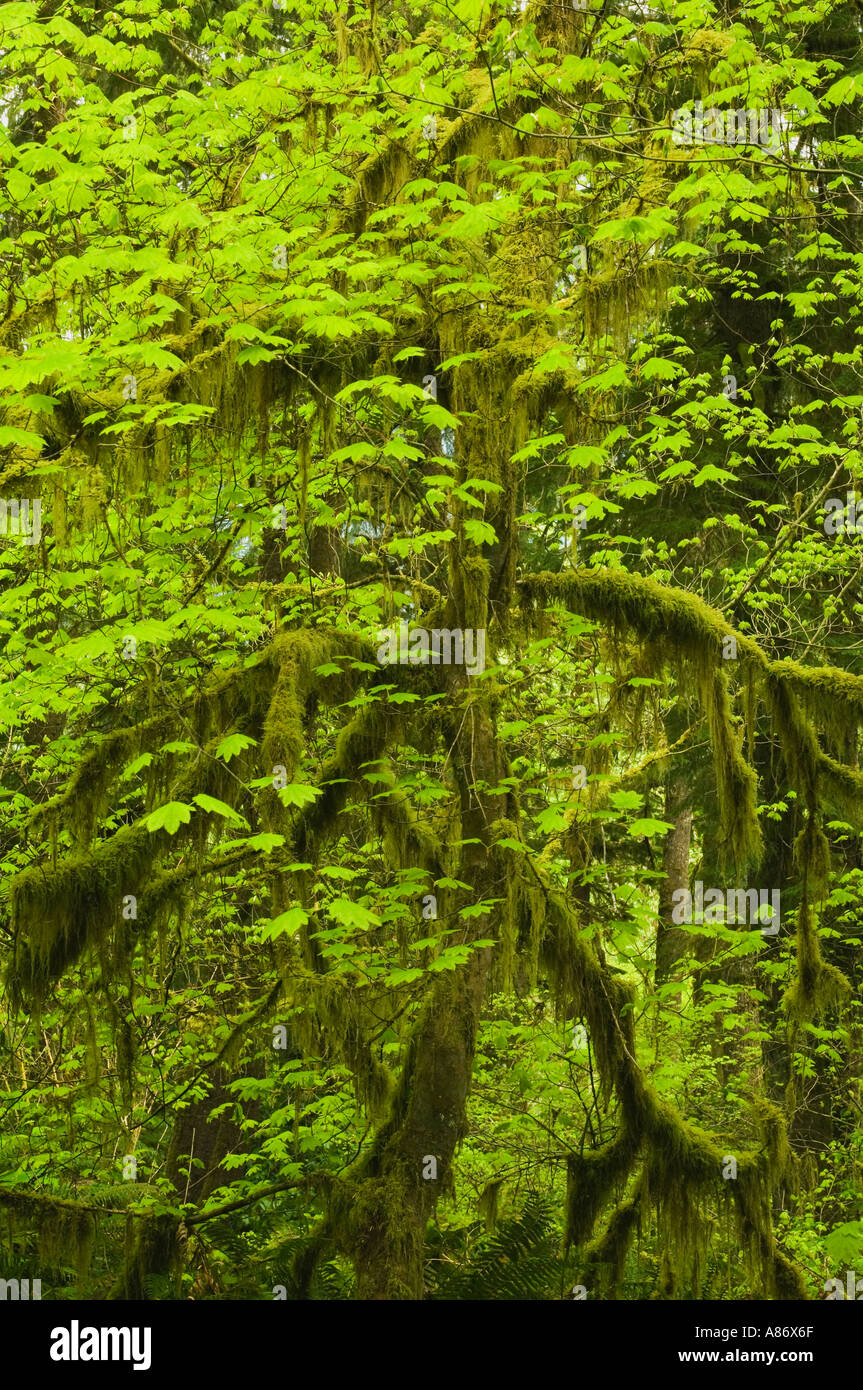 Wein-Ahorn (Acer Circinatum) im Frühjahr, Quinault Tal, Regenwald, Olympic National Park, WA, USA Stockfoto
