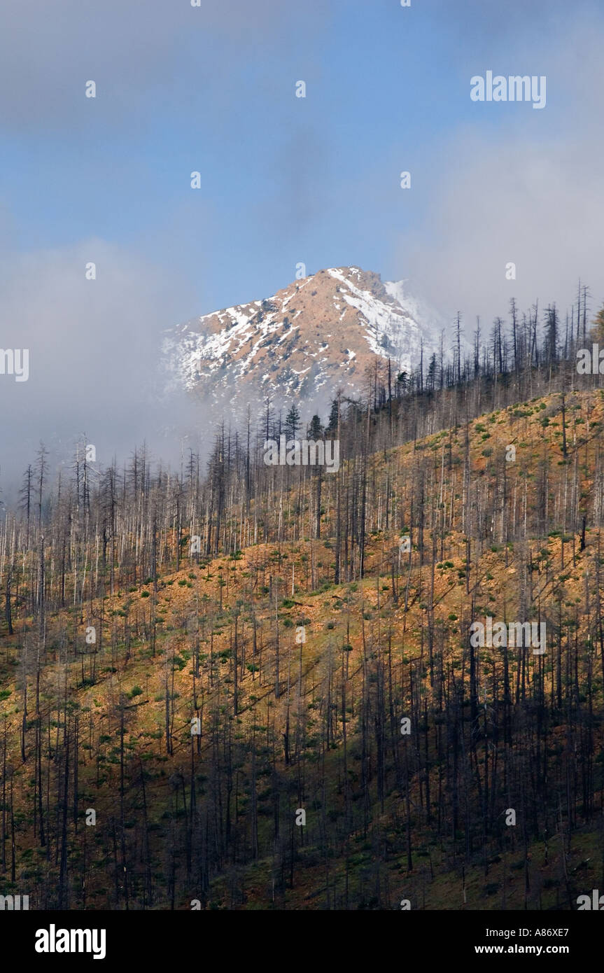 Website von 2002 Keks Feuer brennen Kalmiopsis Wildnis Siskiyou Berge Mai 2005 Stockfoto