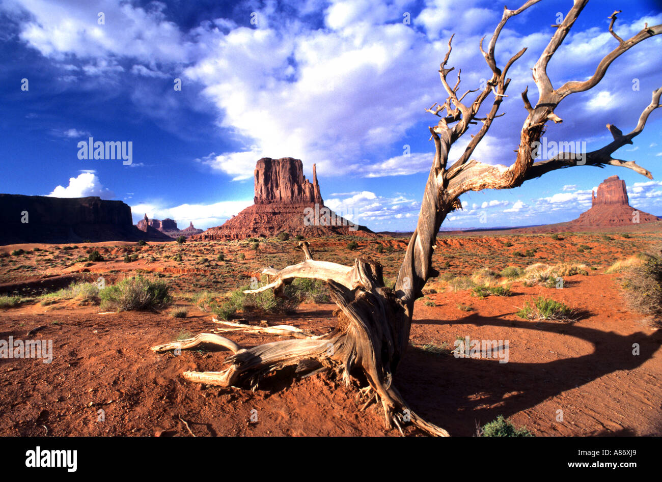 Dead Tree Monument Valley in Utah Navajo Indian Indianer Stockfoto